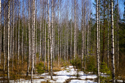 Scenic view of forest