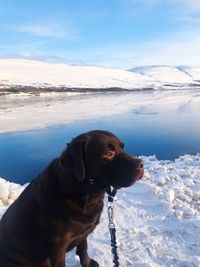 Dog on snow covered landscape