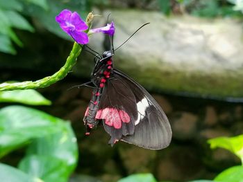 Close-up of butterfly pollinating on flower