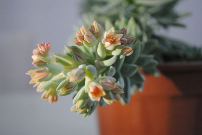 Close-up of flowering plant