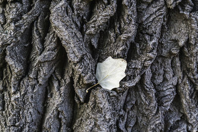 Full frame shot of tree trunk