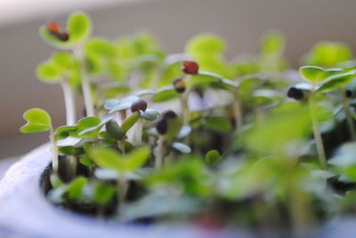 Close-up of small plant