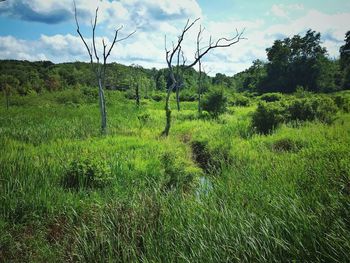 Scenic view of landscape against sky