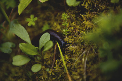 Close-up of mushroom on plant