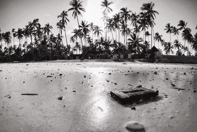 Palm trees on beach