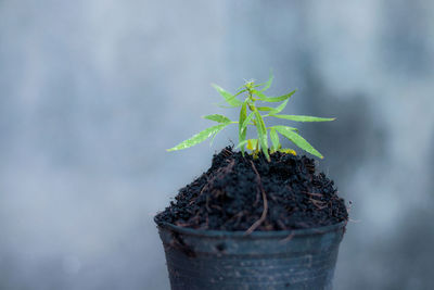 Asian boy with a cigarette marijuana in garden.