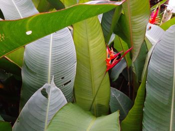 Close-up of leaves on plant