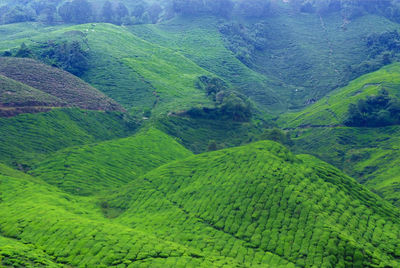 High angle view of green landscape