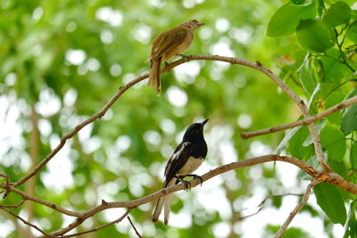 Low angle view of bird perching on branch