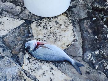 High angle view of fish on rock
