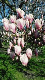 Close-up of pink flowering plants