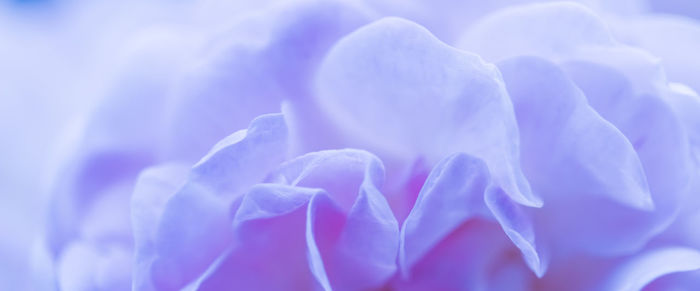 Close-up of purple flowers