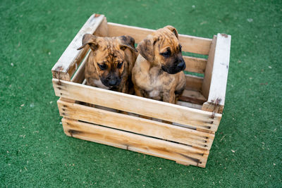 Shot from above of two spanish alano puppies in a wooden box on the grass.
