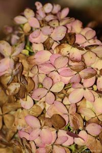 Close-up of pink flowers