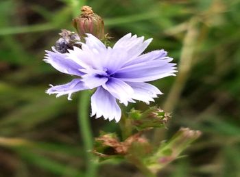 Close-up of purple flower