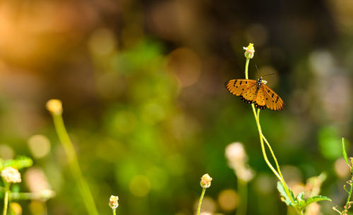 Close-up of butterfly pollinating on flower