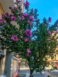 Pink flowering plant by street against building