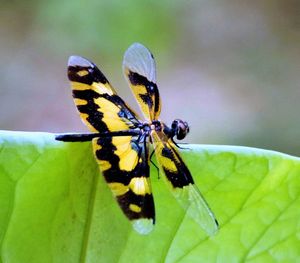 Close-up of butterfly pollinating flower