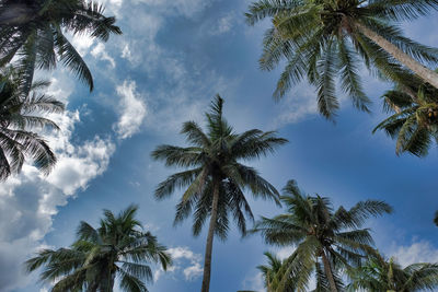 Low angle view of palm trees against sky