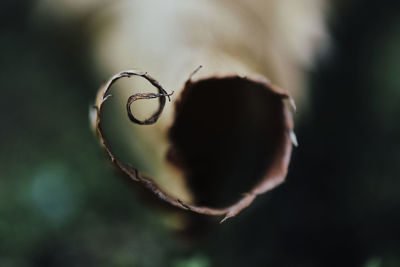 Close-up of eyeglasses on plant