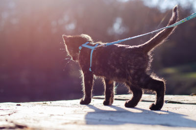 Side view of a dog