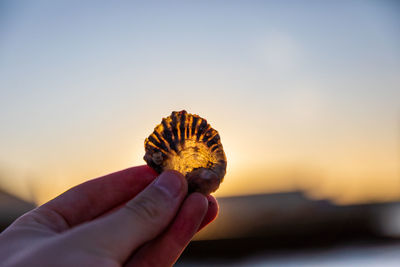 Close-up of person holding shell against sky