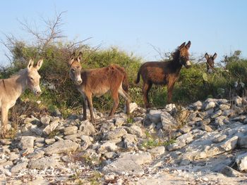 Donkeys standing on rocks against clear sky