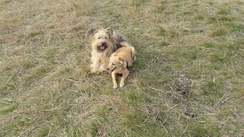 Portrait of dog on field