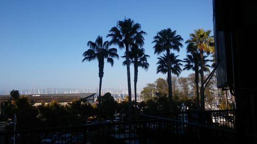 Palm trees and buildings against clear blue sky