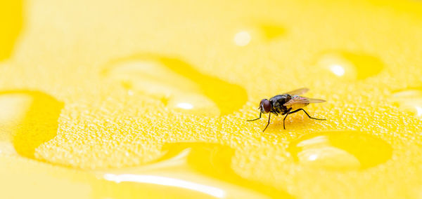 House fly close up macro shot on yellow plastic texture with water drop.