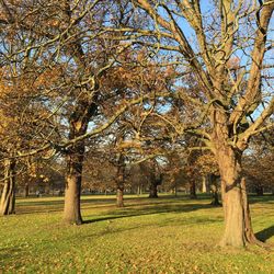 Trees in park