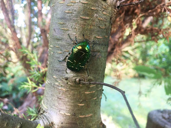 Close-up of insect on tree trunk