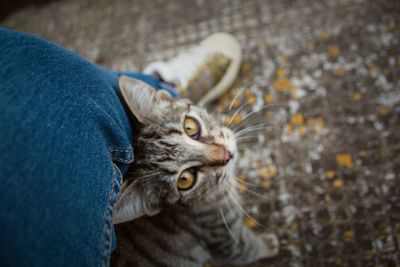 Low section of cat by person on street