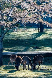 View of horse on field