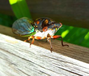 Close-up of insect
