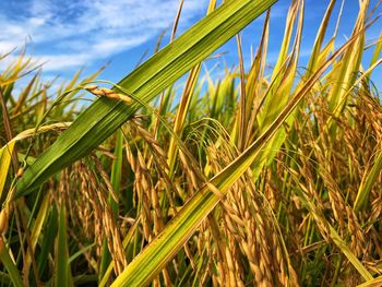 Close-up of wheat plants against sky
