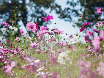 Close-up of pink flowers growing in park