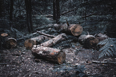 Stack of logs in forest