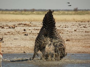 Zebras on field against sky