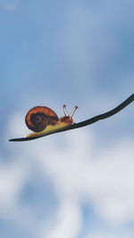 Close-up of snail