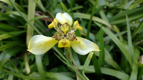 Close-up of yellow flower blooming outdoors