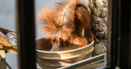 Close-up of cat sleeping on window