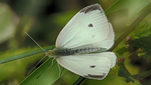 Close-up of butterfly on leaf