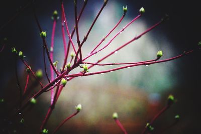 Close-up of flowering plant against blurred background