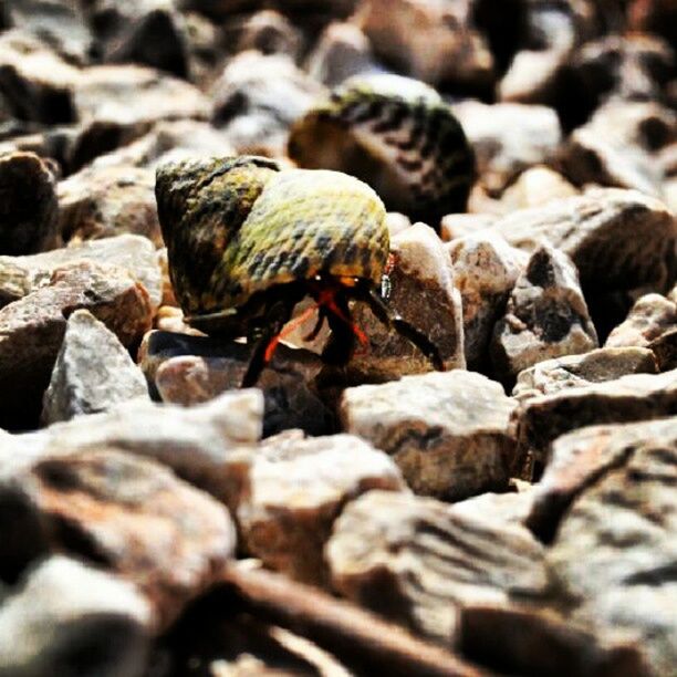 animal themes, selective focus, abundance, close-up, wildlife, animals in the wild, large group of objects, pebble, nature, rock - object, focus on foreground, day, high angle view, stone - object, beach, outdoors, no people, seashell, stone, textured