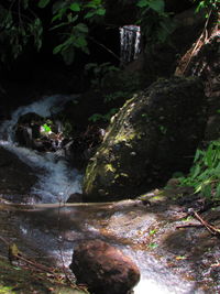 Stream amidst trees in forest at night