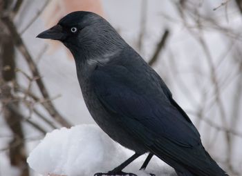 Close-up of bird perching on branch