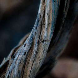 Close-up of tree trunk