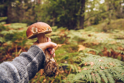 Cropped hand of woman holding mushroom in forest