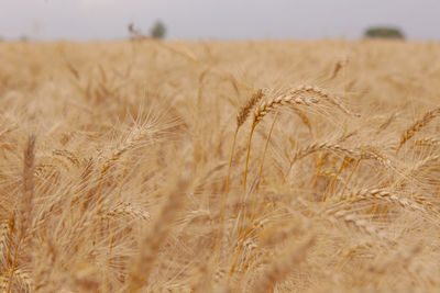 Wheat field against sky